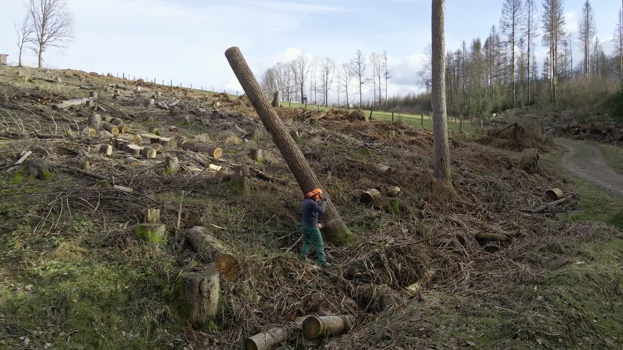 Man with orange hard hat gets chainsaw stuck in a standing tree trunk during sunny afternoon. Aerial orbiting shot