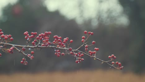 Rama-Con-Vibrantes-Bayas-Rojas-Invierno-Temblando