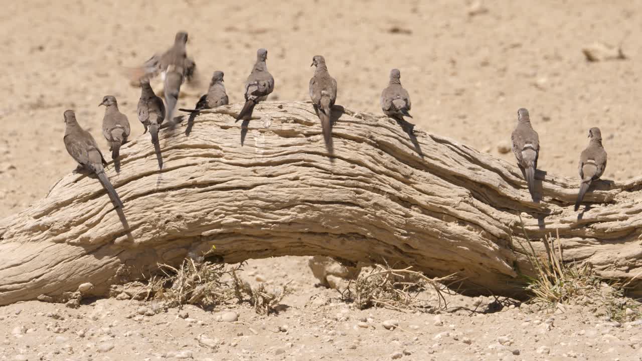 bandada de palomas namaqua sentadas en fila sobre un tocón de árbol seco
