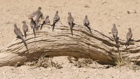 Bandada-De-Palomas-Namaqua-Sentadas-En-Fila-Sobre-Un-Tocón-De-árbol-Seco