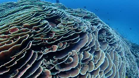 cabbage corals creating a massive coral structure along a sloping wall