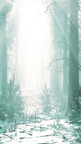 winter wonderland: a magical snowy forest path