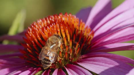 Abeja-Melífera-Poliniza-Una-Flor-De-Estornudo-Común-En-Un-Campo