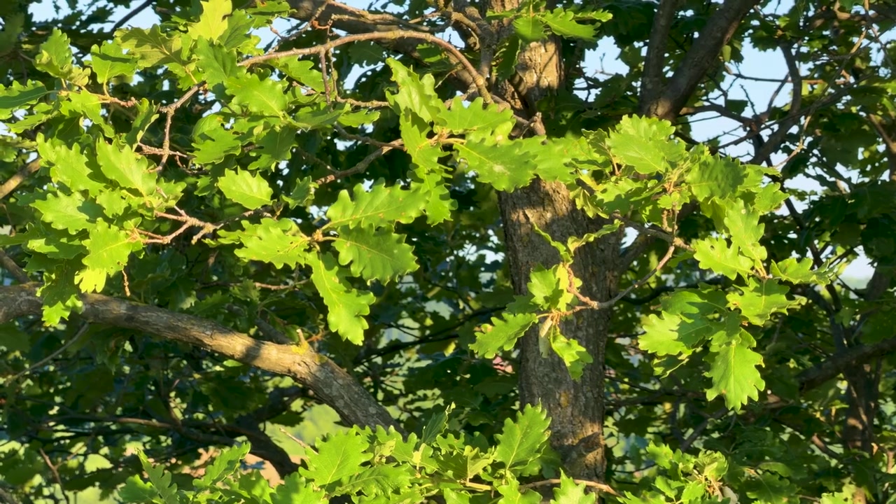 Primo piano di vivaci foglie di quercia verdi che si muovono nella brezza sotto la luce intensa del sole