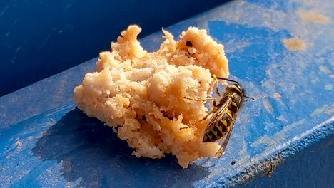 Primer-Plano-De-Una-Avispa-De-Chaqueta-Amarilla-Limpiando-Su-Antena-Y-Comiendo-Un-Poco-De-Carne,-Vespula-Maculifrons