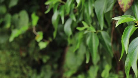 primer plano de plantas y hojas verdes capturadas en batumi, georgia, que representan la vegetación cerca del mar, destacando el concepto de flora costera y belleza natural