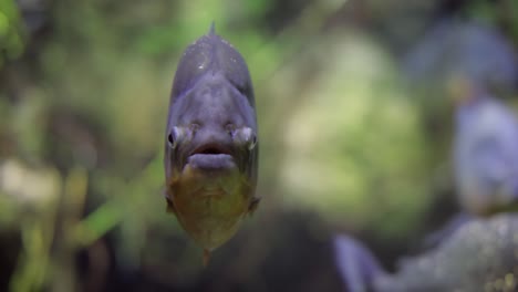 piranha - colossoma macropomum