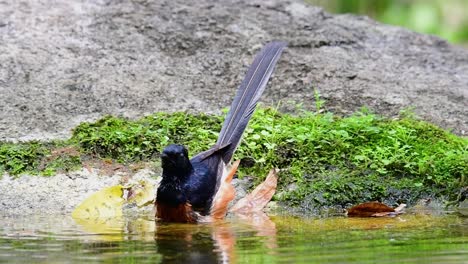 White-rumped-Shama-bathing-in-the-forest-during-a-hot-day,-Copsychus-malabaricus,-in-Slow-Motion