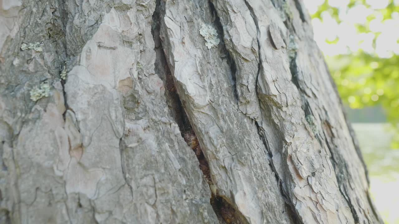 나무 질의 클로즈업