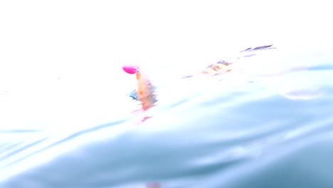 지그 루어에 잡힌 옥양목 배스 물고기가 표면의 좁은 각도로 떠다닙니다.