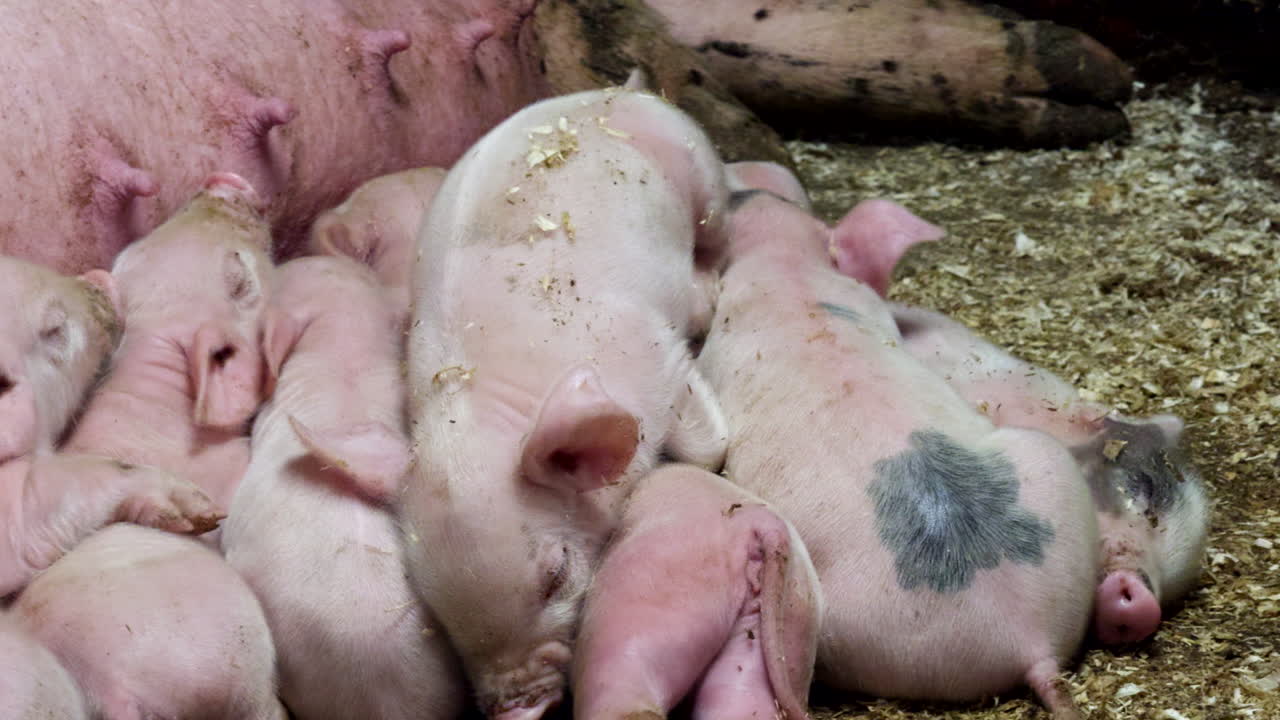 Pig barn space allocation, industrial farming food business, close-up