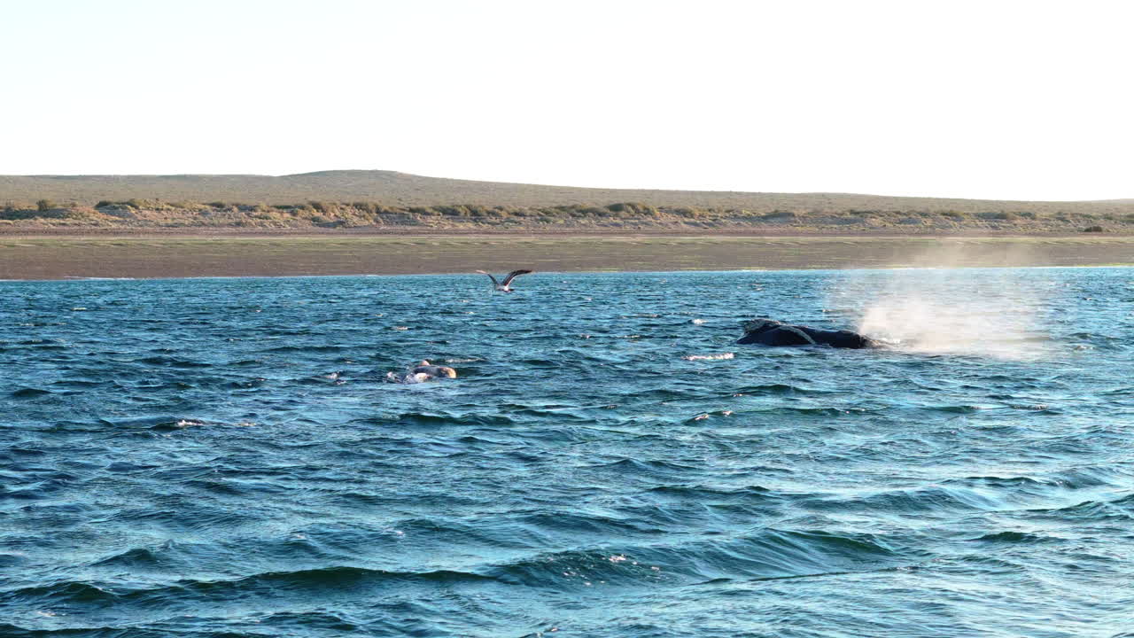Closer aerial view of some swimming Ballena franca austral in blue ocean, Península Valdés, Golfo Nuevo, Puerto Madryn, Argentina.