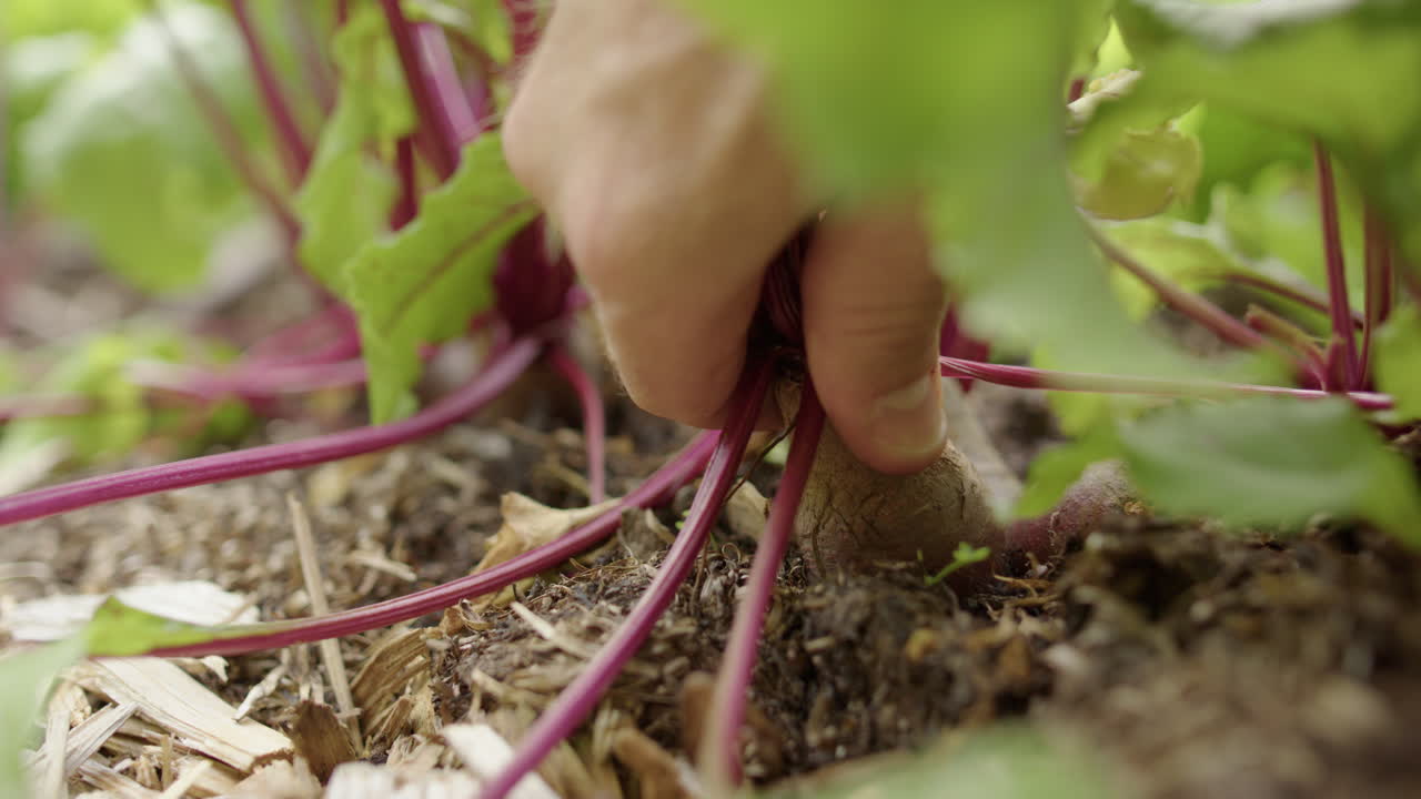 Filmisk slowmotion-optagelse af en rødbede, der trækkes op fra frugtbar havejord