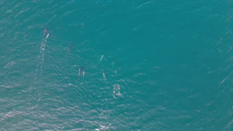 drone top down rises above family of pilot whales swimming in crystal clear turquoise blue water