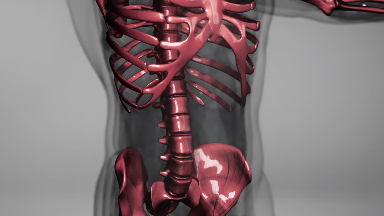 ilustración de la anatomía del esqueleto humano
