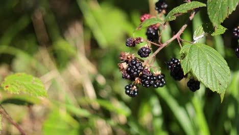 ripe blackberries on a sunny day