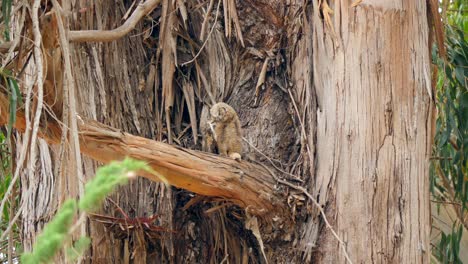 Great-Horned-Owl-on-Tree-Branch