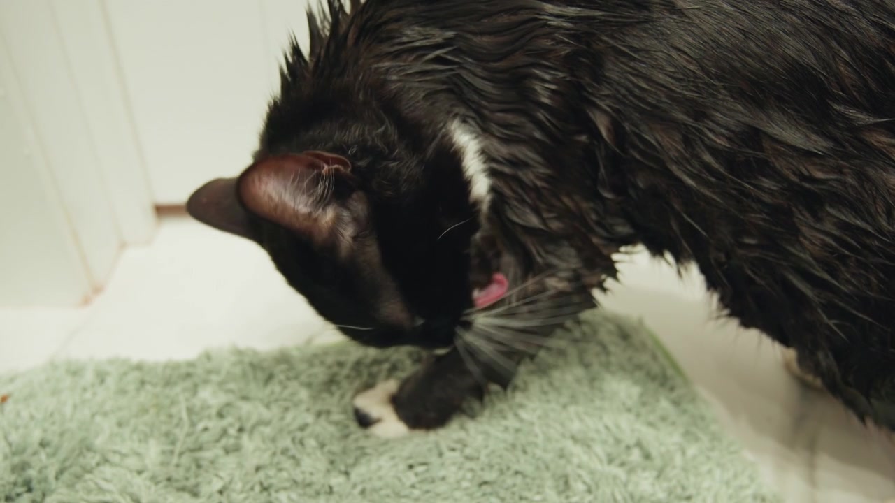 Gato blanco y negro acicalándose sobre una alfombrilla de baño verde texturizada dentro del baño, bajando la cabeza y girándose hacia la pata delantera levantada mientras lame su pelaje, con el pelaje empapado, gotas de agua y luz interior suave