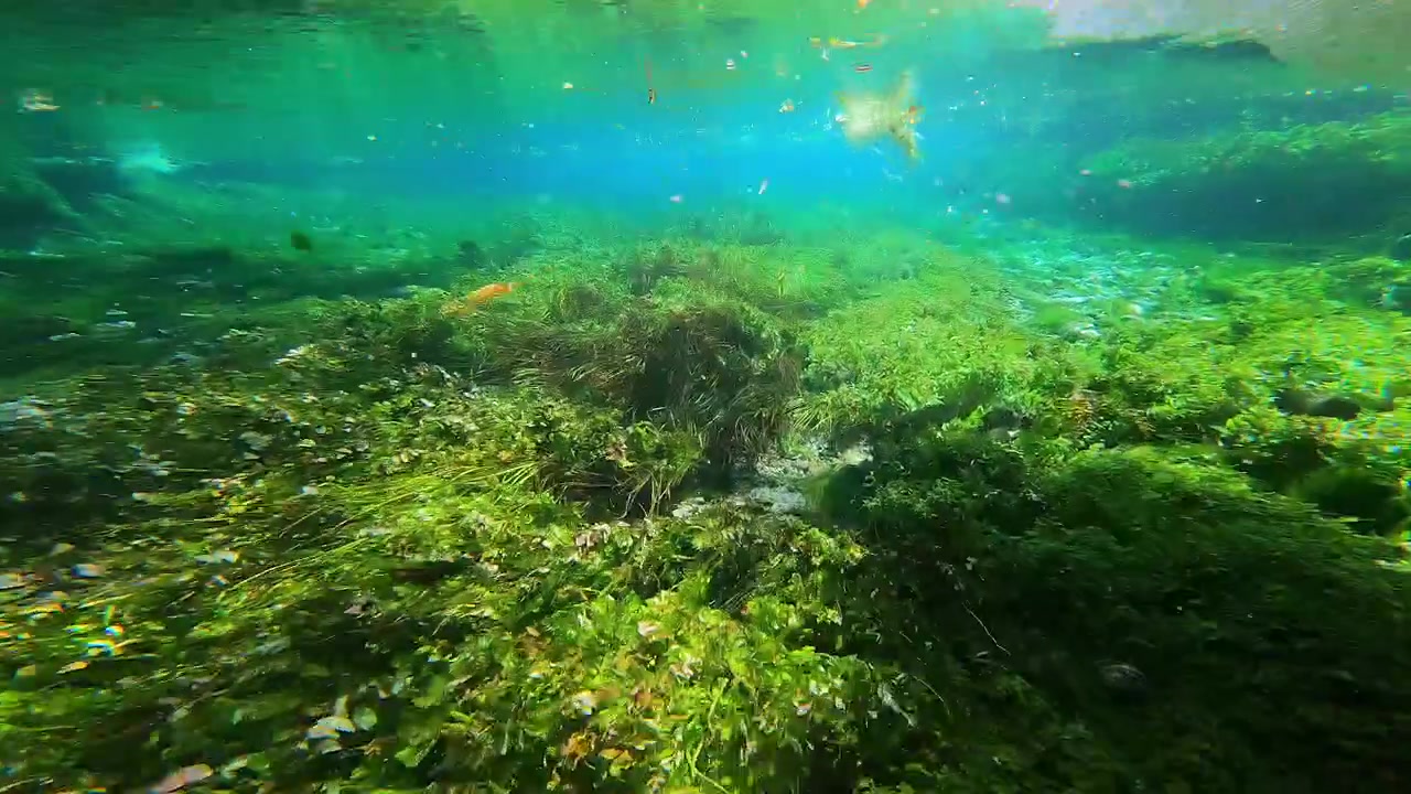 Underwater View of Aquatic Plants in a Clear River