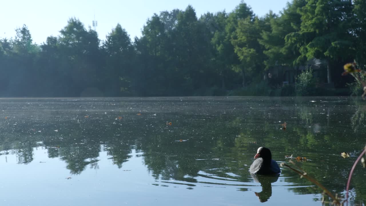 Coot on a Calm Lake