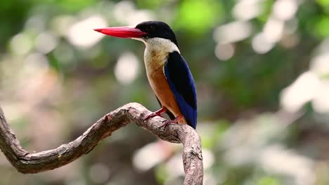 the black-capped kingfisher has a candy-like red bill and a black cap which is found in thailand and other countries in asia