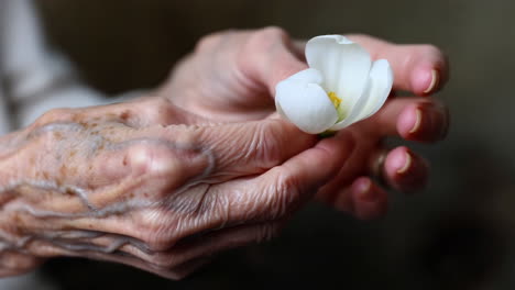 elderly hands gently holding a delicate white flower