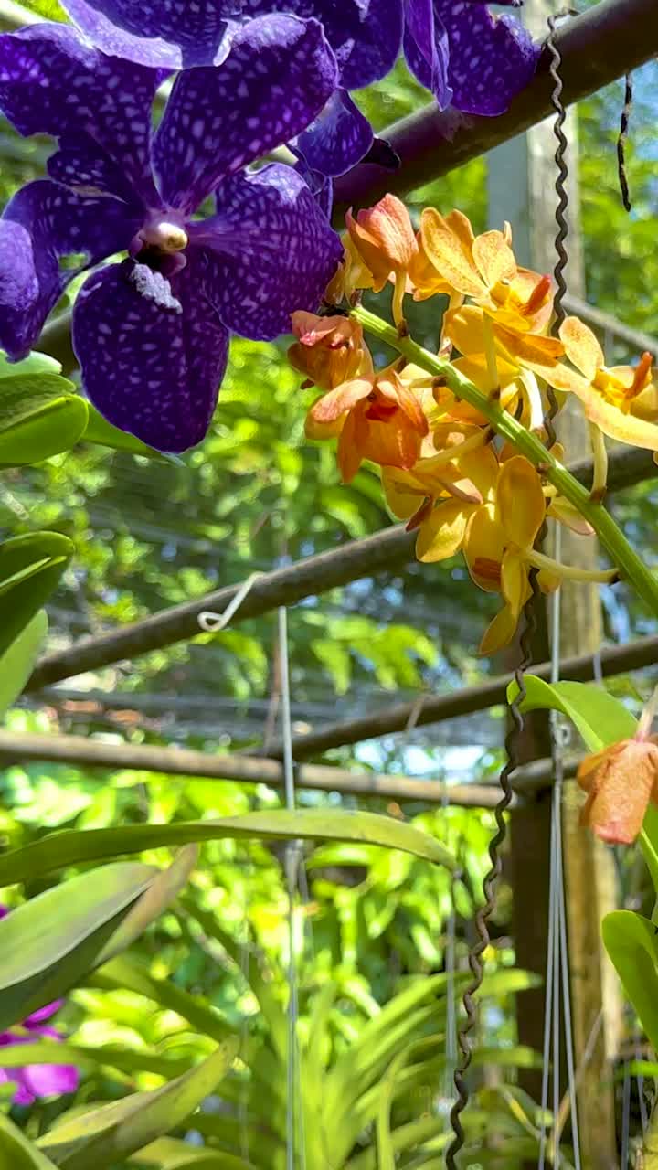 orquídeas vibrantes en un jardín de bangkok