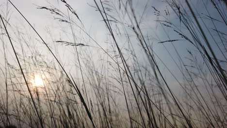 slow motion grass silhouette against the background of the shining sun static shot