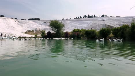 pamukkale, turkey: stunning white travertine terraces and ducks