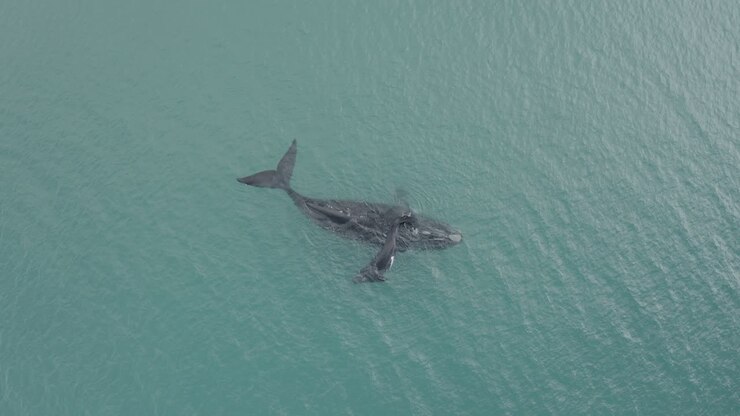 An aerial view of sharks swimming in the ocean