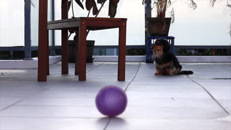 small dog sitting outside with a dog ball toy in the foreground