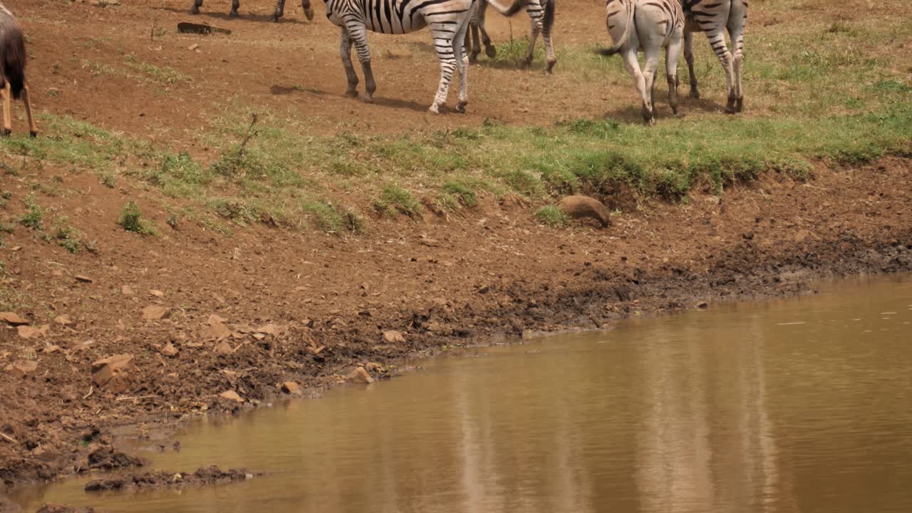 Nyala, Impala and Zebra run suddenly from muddy pond when startled