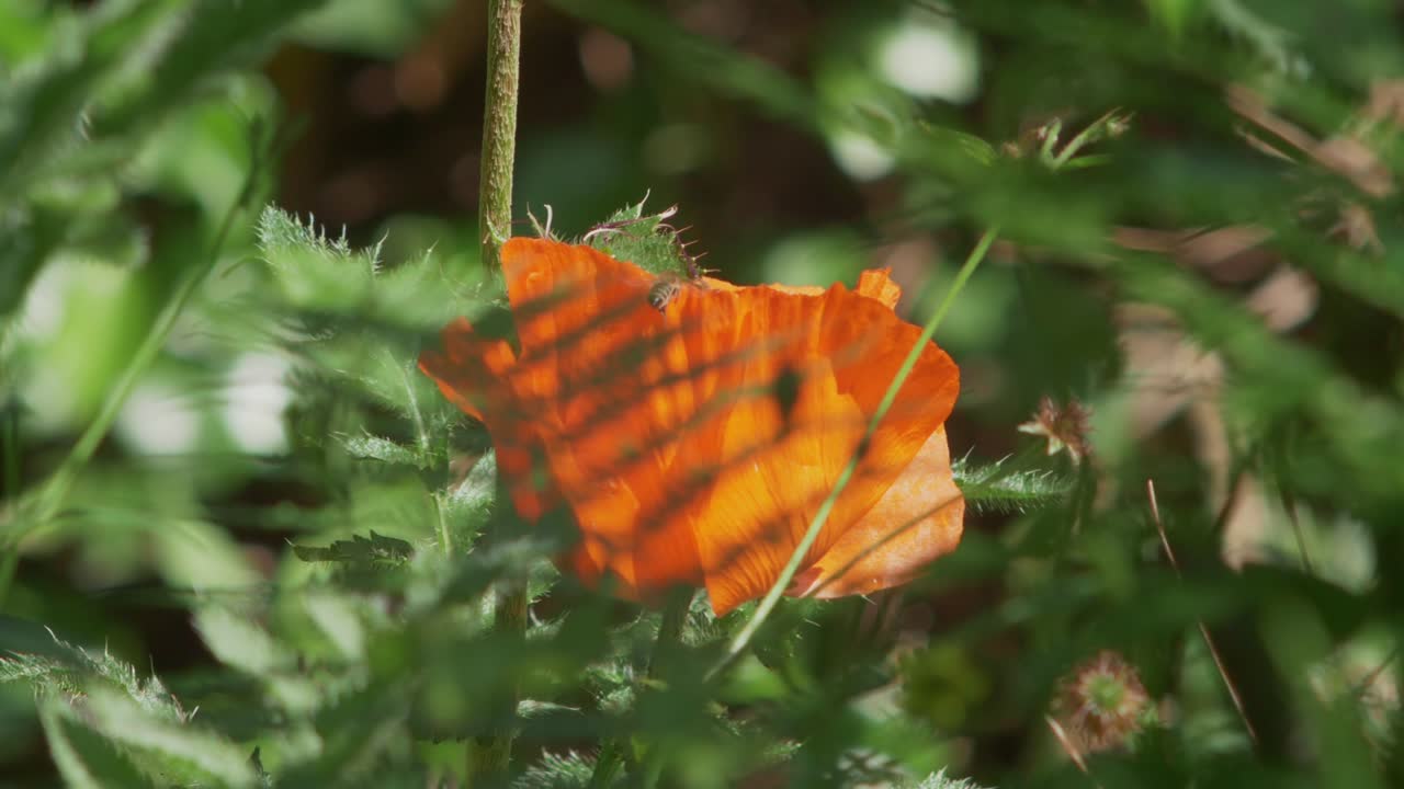 abeja atraída por la amapola naranja brillante oscurecida por el follaje, cámara lenta