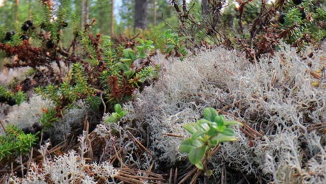 arctic tundra lichen moss close-up. cladonia rangiferina, also known as reindeer cup lichen.