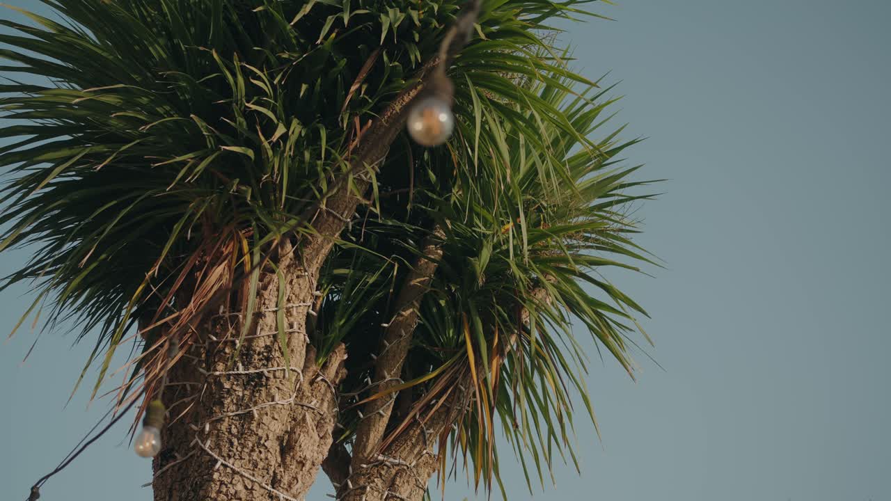 hojas de palma y luces de cadena que brillan suavemente a la luz del d\[iacute]a c\[aacute]lida