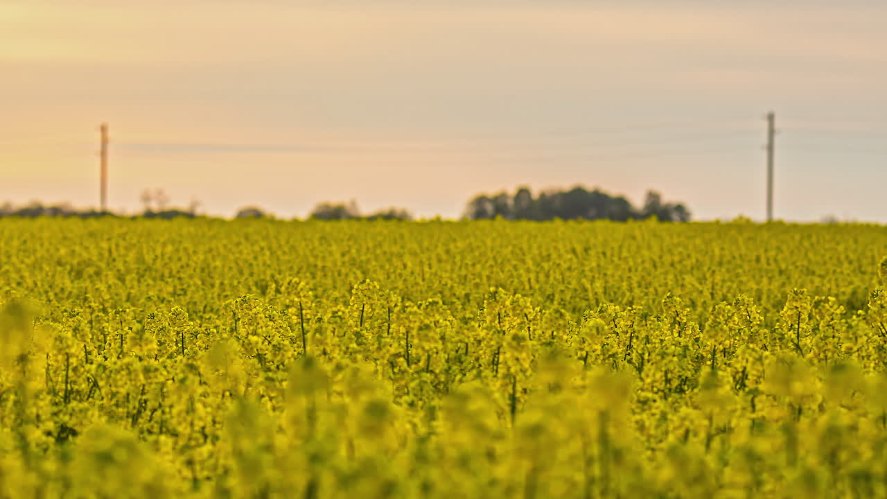 Stagione della fioritura dei fiori di colza