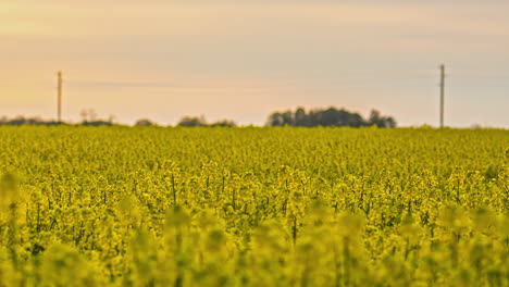 Blooming-season-of-rapeseed-canola-oil-flowers