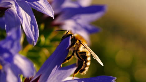 a fuzzy bee pollinating a vibrant purple flower