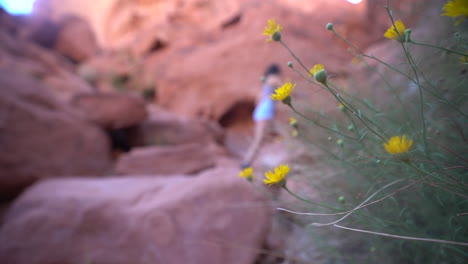 joven excursionista caminando sobre rocas rojas junto a flores silvestres en el parque estatal del valle del fuego, nevada, ee.uu., enfoque selectivo, marco completo