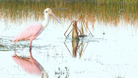 Espátula-Rosada-A-La-Luz-De-La-Mañana-Sobre-La-Apertura-Y-El-Cierre-Del-Agua-Con-Reflejo-Reflejado