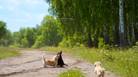 two dogs jumping on nature background. small breeds dogs trying to catch dron. video at sunny day.