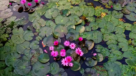 water lily standing wide open, pond river sea, water lily blooming, beautiful aerial shot, group, blossom , field, top