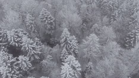 Magical-winter-forest-with-trees-covered-with-snow,-aerial-top-down
