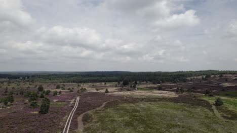 Malerische-Luftaufnahme-Der-Riesigen-Violetten-Heidemoorhügel-Des-Sallandse-Heuvelrug-waldes-In-Der-Nähe-Von-Nijverdal-In-Den-Niederlanden-Mit-Einzelbäumen-Und-Baumgruppen-In-Der-Heide-Mit-Niedriger-Vegetation