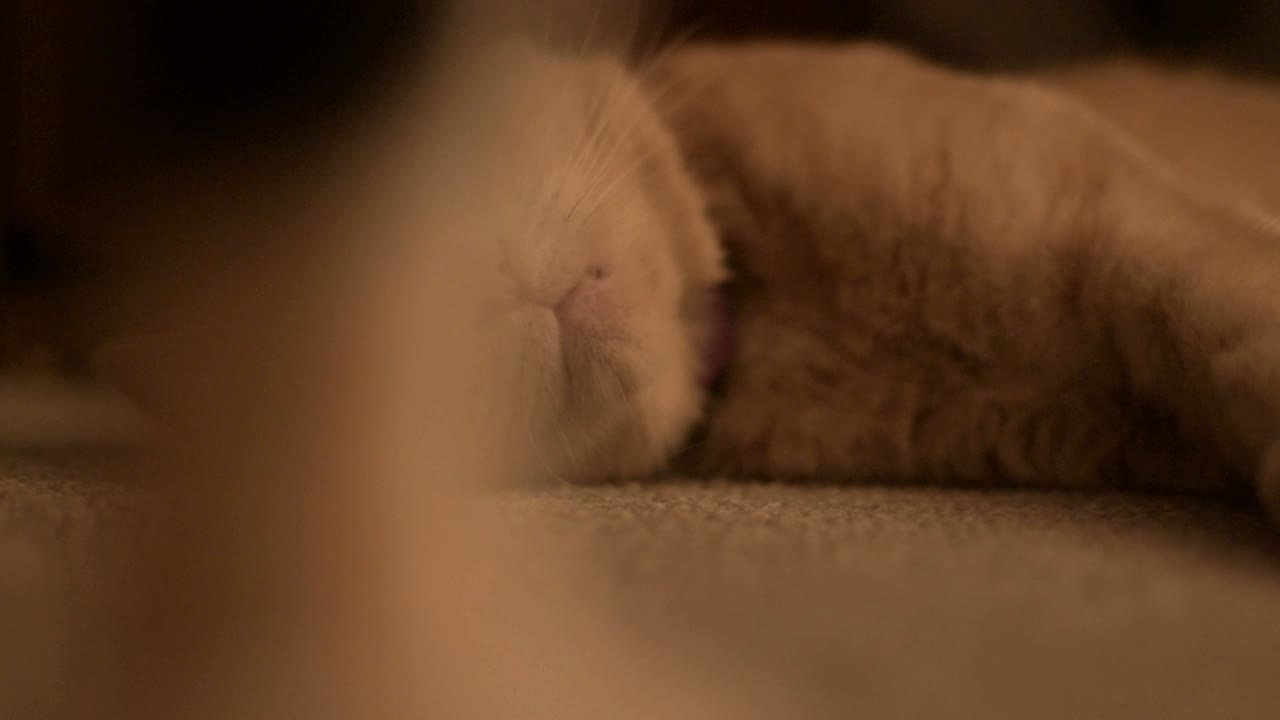 노란색 게으른 늙은 고양이가 잠을 자려고 애쓰고, 어린 새끼 고양이에게 방해를 받고, 금욕적인 반응을 보이며 계속 잠을 잔다