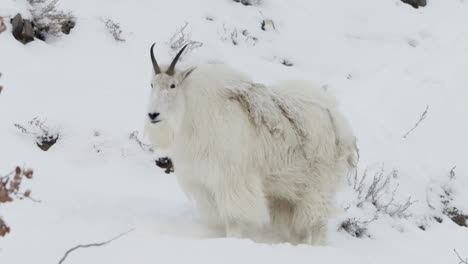 mountain goat standing in the snow in whitehorse, yukon, canada. - static shot