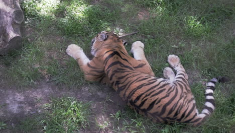Top-down-handheld-shot-of-tiger-eating-in-enclosure