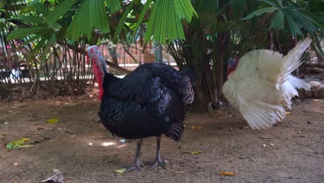 Pavo-De-Bronce-Libre-De-Jaulas-Mirando-Los-Alrededores-Con-Plumas-Esponjosas