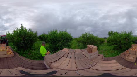 360 vr de tractor y plataforma en un huerto de duraznos con hombres vaciando sus contenedores de duraznos recién cosechados en contenedores