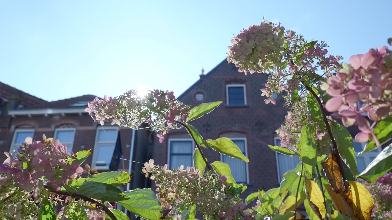 Flowers blooming near a house
